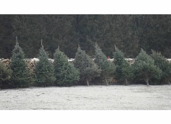 Pre-cut trees available